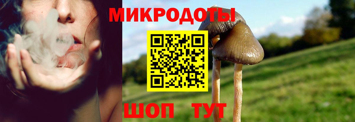 Галлюциногенные грибы Psilocybe Долгопрудный